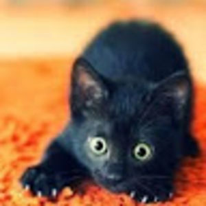 Meet your Posher, Ella